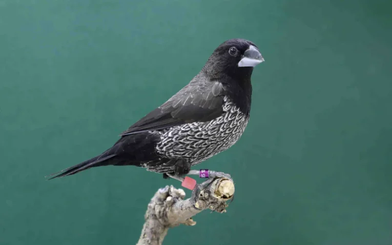 society-finch-european-black-grey-694180_836x522.jpg.webp