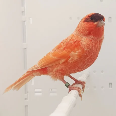 Stafford Canary
