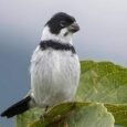 variable-seedeater-395442_259x194.jpg