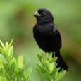 variable-seedeater-487610_259x194.jpg