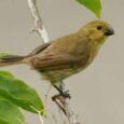 variable-seedeater-521166_259x194.jpg