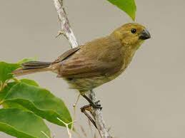 Variable Seedeater