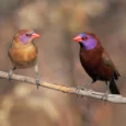 violet-eared-waxbill-538300_824x824.jpg.webp