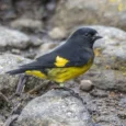 Yellow Bellied Siskin for Sale with bright yellow underparts and detailed plumage