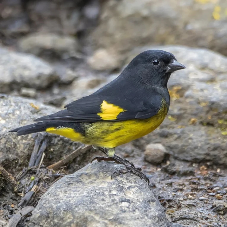 Yellow Bellied Siskin for Sale with bright yellow underparts and detailed plumage