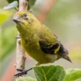 yellow-bellied-siskin-968969_824x824.jpg.webp