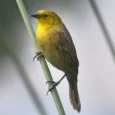 yellow-hooded-blackbird-407786_824x824.jpg.webp