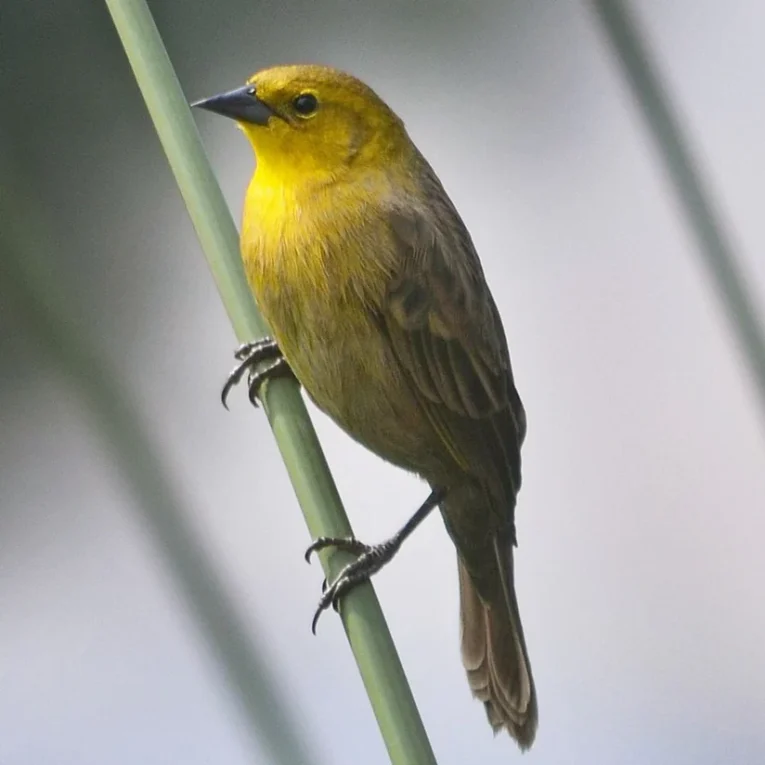 yellow-hooded-blackbird-407786_824x824.jpg.webp
