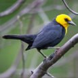 yellow-hooded-blackbird-723343_824x824.jpg