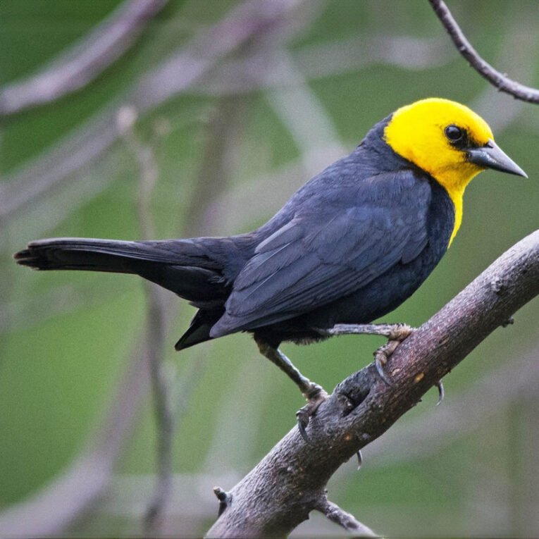 yellow-hooded-blackbird-723343_824x824.jpg