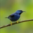 yellow-legged-honeycreeper-634903_318x318.jpg