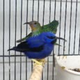 yellow-legged-honeycreeper-921769_824x824.jpg
