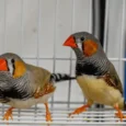zebra-finch-232863_825x552.jpg.webp