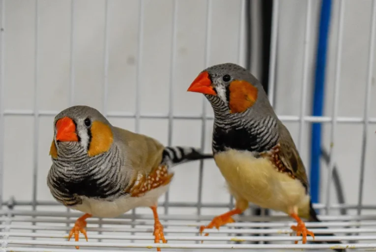 zebra-finch-232863_825x552.jpg.webp