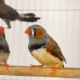 Zebra Finch for Sale with distinctive markings perched in an aviary