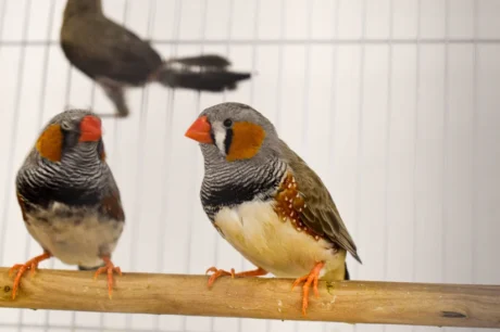Zebra Finch