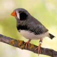 Zebra Finch Black Cheek for Sale with distinctive dark cheek markings