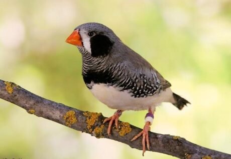 Zebra Finch - Black Cheek