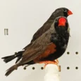 zebra-finch-eumo-black-163910_828x828.jpg.webp