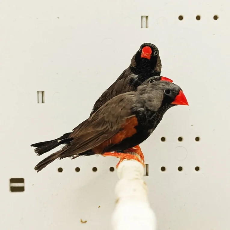zebra-finch-eumo-black-652768_828x828.jpg.webp