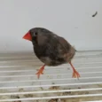 zebra-finch-eumo-black-682014_828x828.jpg.webp
