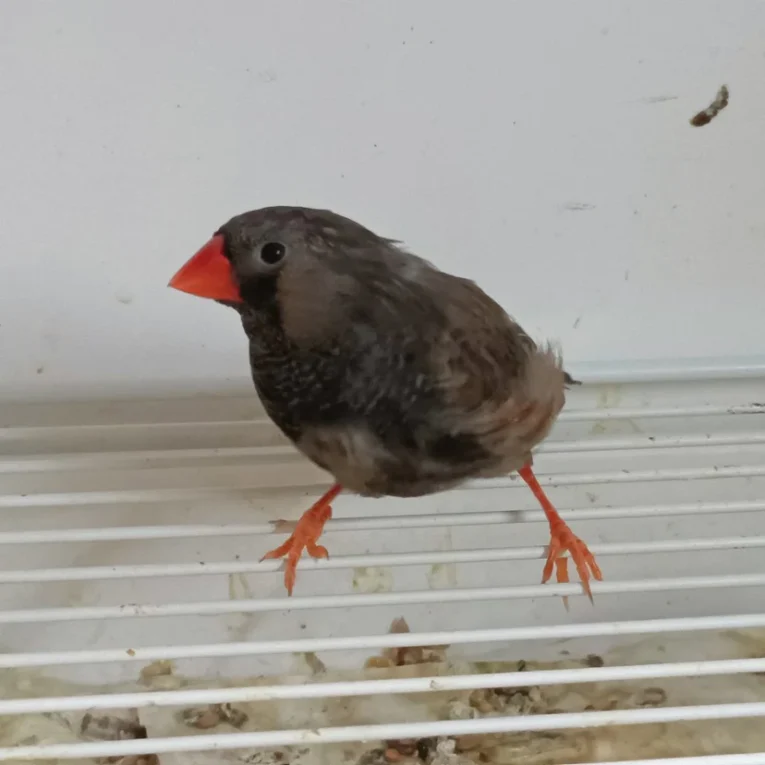 zebra-finch-eumo-black-682014_828x828.jpg.webp