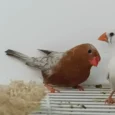 zebra-finch-eumo-brown-335324_828x828.jpg.webp
