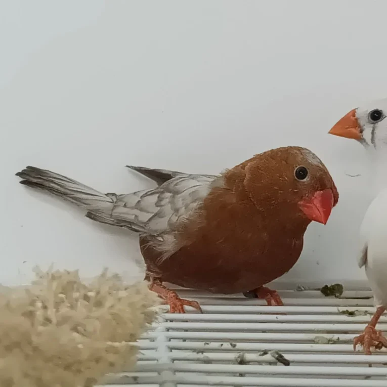 zebra-finch-eumo-brown-335324_828x828.jpg.webp