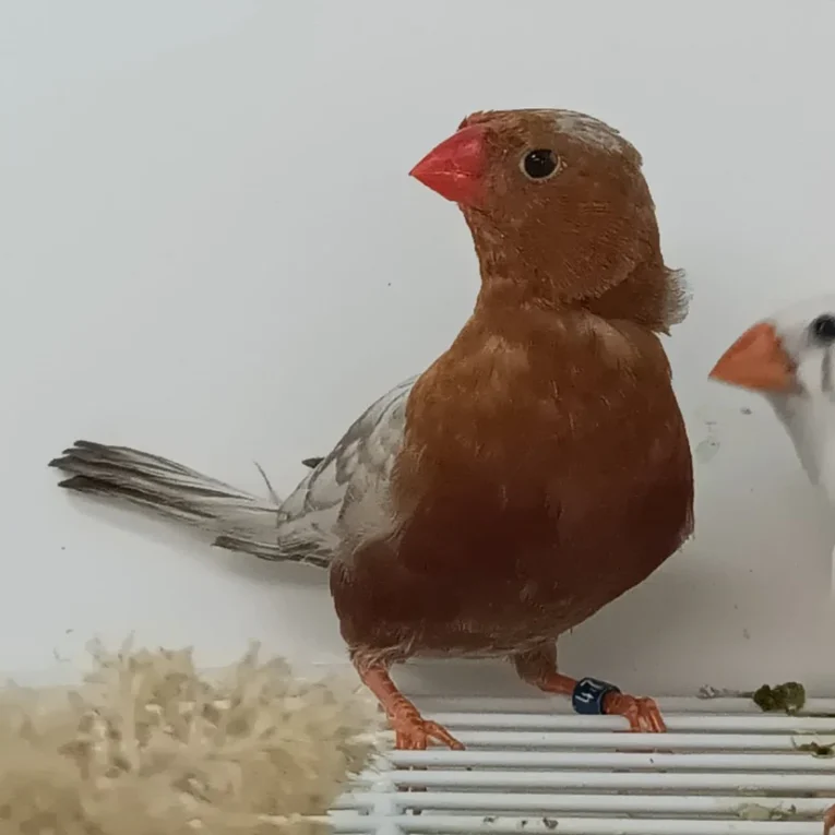 zebra-finch-eumo-brown-621249_828x828.jpg.webp