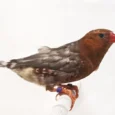 zebra-red-english-finch-172302_800x600.jpg.webp