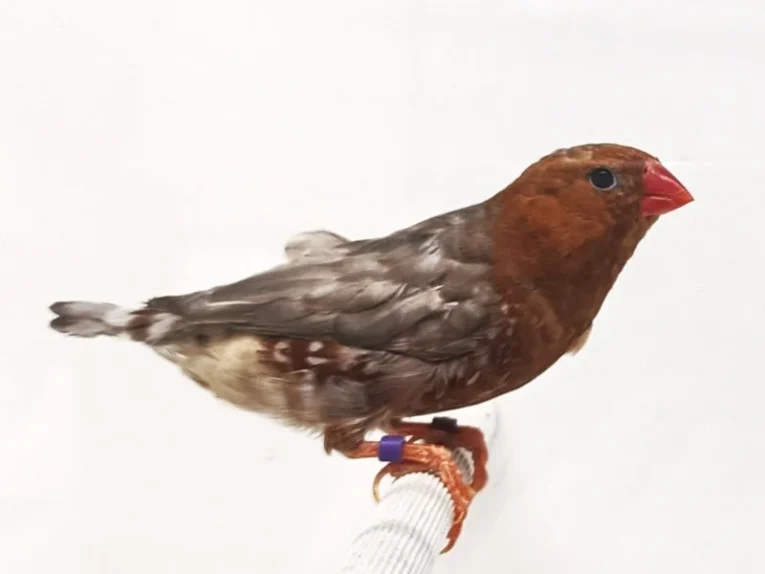 zebra-red-english-finch-172302_800x600.jpg.webp
