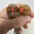 Zebra English Finch Red for Sale with distinctive red markings