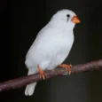 zebra-white-finch-996171_828x770.jpg.webp