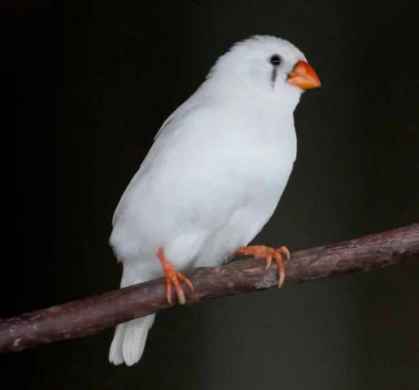 Zebra Finch White