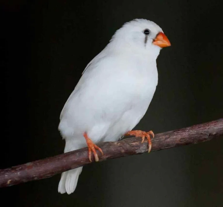 zebra-white-finch-996171_828x770.jpg.webp