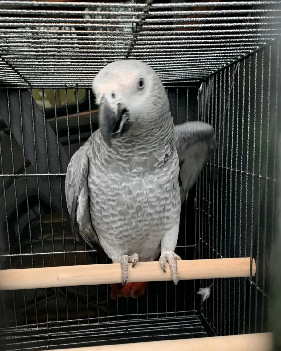 Exotic Birds Store