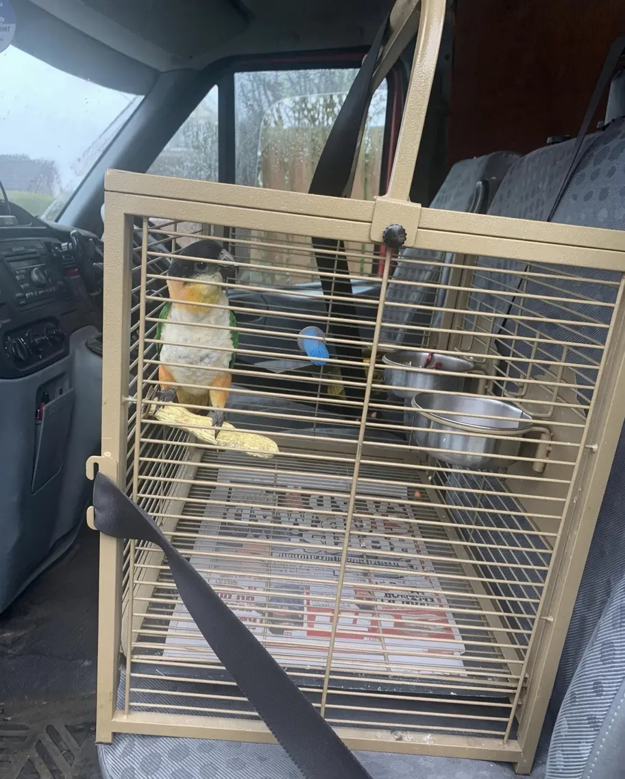 Exotic Birds Store