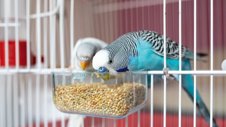 Bird care with a pet bird in a clean, enriched home environment