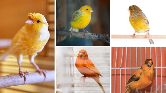 Colorful canaries perched in a clean and spacious bird enclosure