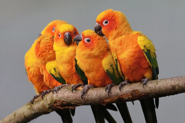 Conure parrot perched in a safe and enriched home environment