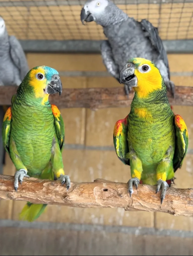 Amazon Parrot perched in a safe and enriched home environment