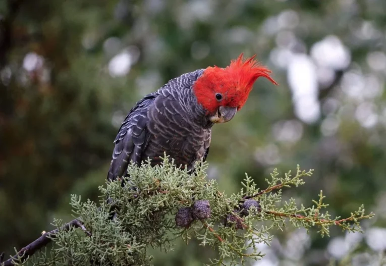 Cockatoo parrot perched in a safe and enriched home environment