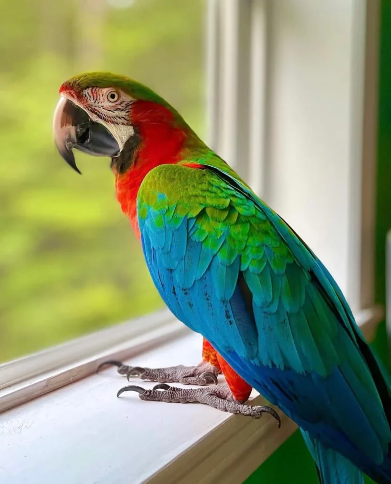 Colorful macaw parrot perched in a safe home environment