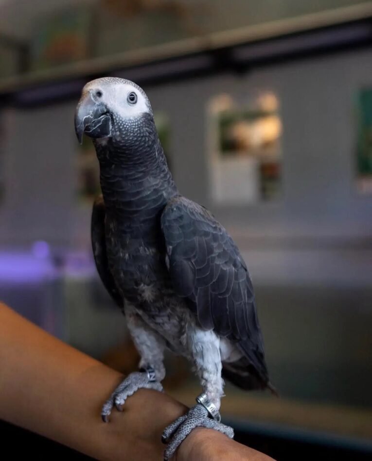 Timneh African Grey for Sale with dark gray plumage and maroon tail