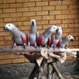 Red Factor African Grey for Sale with gray plumage and distinctive red feathering
