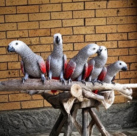 Red-Factor African grey