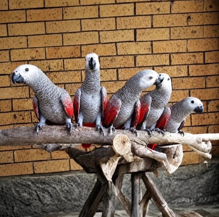 Red Factor African Grey for Sale with gray plumage and distinctive red feathering