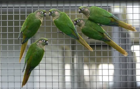 Maroon Bellied Conure