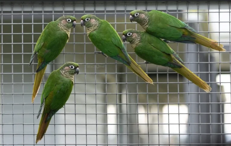 Maroon Bellied Conure for Sale with green plumage and distinctive maroon belly
