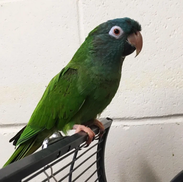 Conure parrot perched in a safe home environment